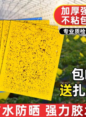 【双面可粘】粘虫板黄板