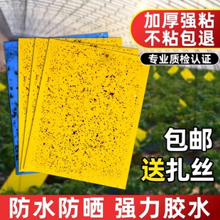 黄板双面粘虫板大棚菜园小飞虫果蝇诱捕器粘蚊子贴纸板蚜虫贴强力