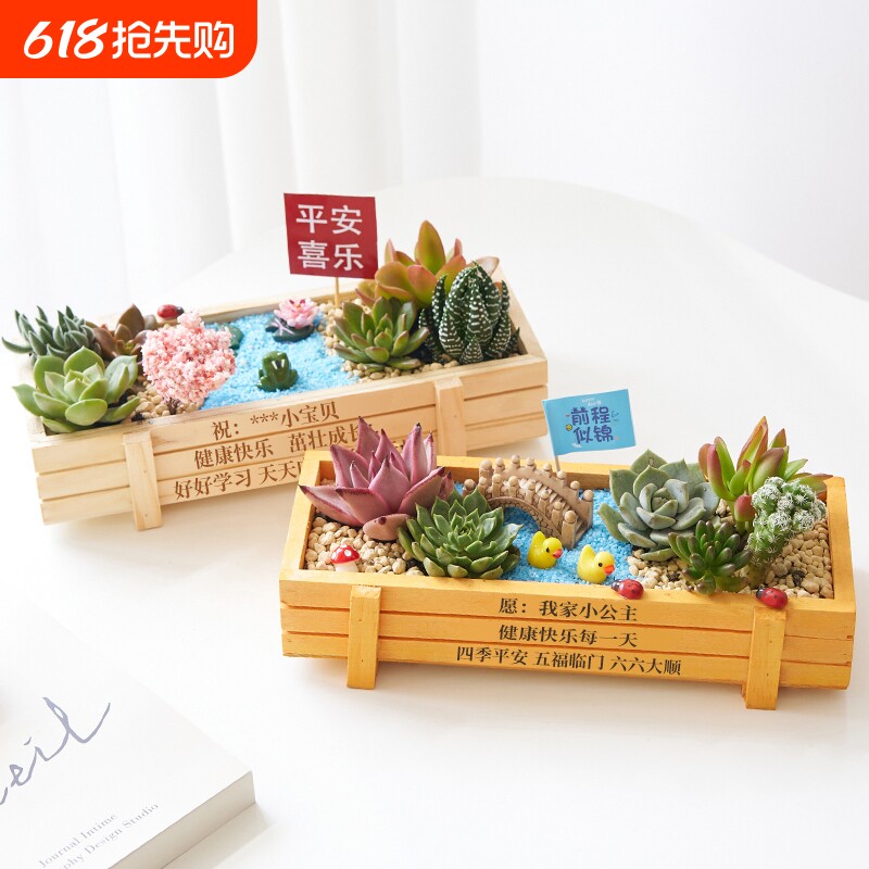 多肉植物组合盆栽含土diy拼盘花盆肉肉植物室内绿植花卉阳台窗台