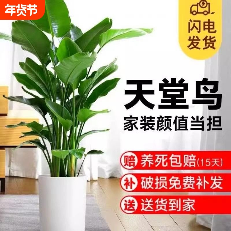 天堂鸟盆栽室内客厅大型绿植办公室大叶植物花卉鹤望兰去甲醛新房,鲜花速递/花卉仿真/绿植园艺,大型绿植/成品组合盆栽,淘宝优惠券,粉丝福利购,淘宝优惠卷