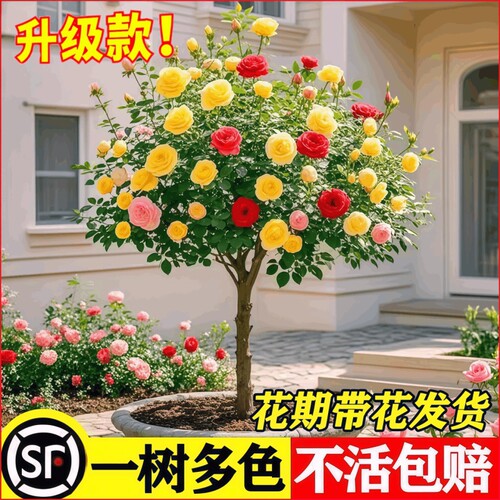 月季花苗盆栽四季开花重瓣多头