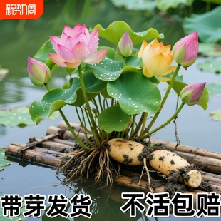 荷花盆栽莲花藕苗四季观赏荷花藕种水培植物池塘花卉睡莲莲藕苗种