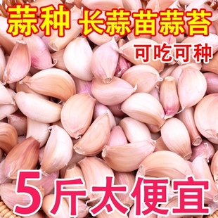 金乡皮蒜种蒜瓣可种大蒜头籽新鲜农家出蒜苔蒜苗批发鲜蒜精选发芽