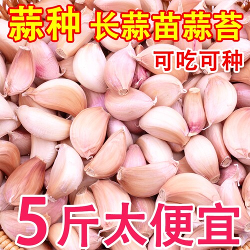 金乡皮蒜种蒜瓣可种大蒜新鲜农家出蒜苔蒜苗批发鲜蒜发芽优选优质
