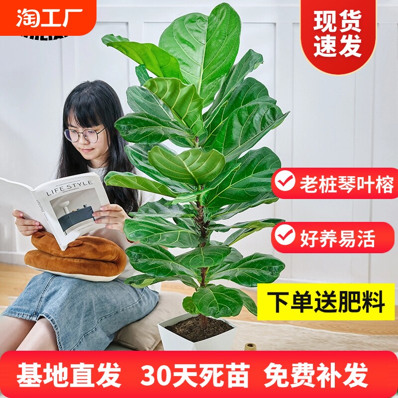 ��Ҷ����׮��Ҷ��ֲ��ŷ���Ժ������ڿ�������ȩֲ������辰��Ҷ