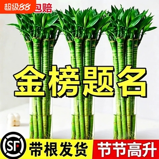 文昌竹4枝金榜题名水培龙竹富贵竹步步高升桌面旺运绿植物节节高