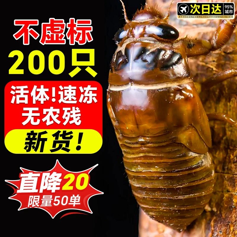 知了猴金蝉新鲜特产2026活虫鲜活冷冻大爬叉猴结了龟非蚕蝉蛹生鲜