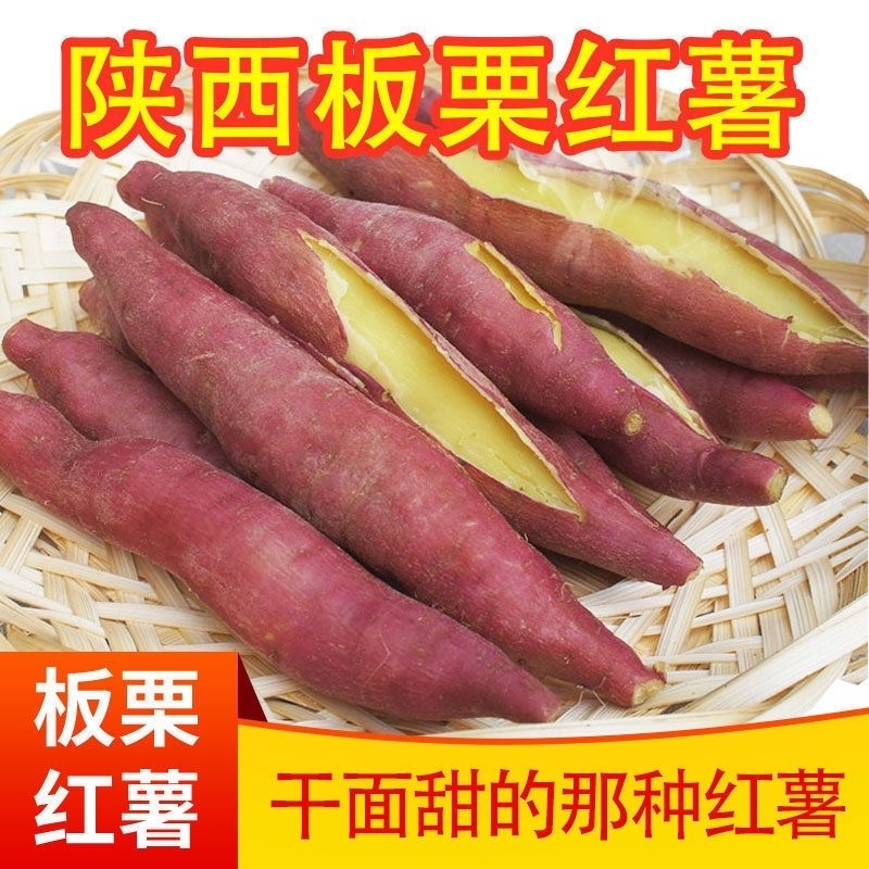 现挖正宗陕西板栗红薯新鲜农家自种地瓜番薯山芋沙地蜜薯小香薯