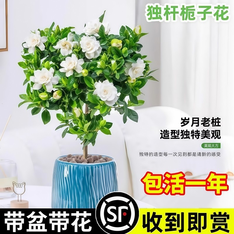 独杆棒棒糖栀子花盆栽带花苞大叶老桩栀枝树苗牡丹四季开花卉植物