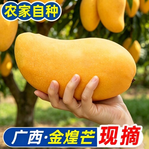 广西金煌芒芒果新鲜当季水果整箱