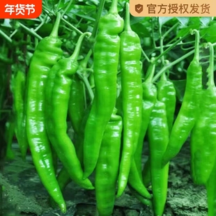 牛角辣椒种籽高产美人椒种子苗青红椒春秋四季蔬菜青椒朝天椒甜椒