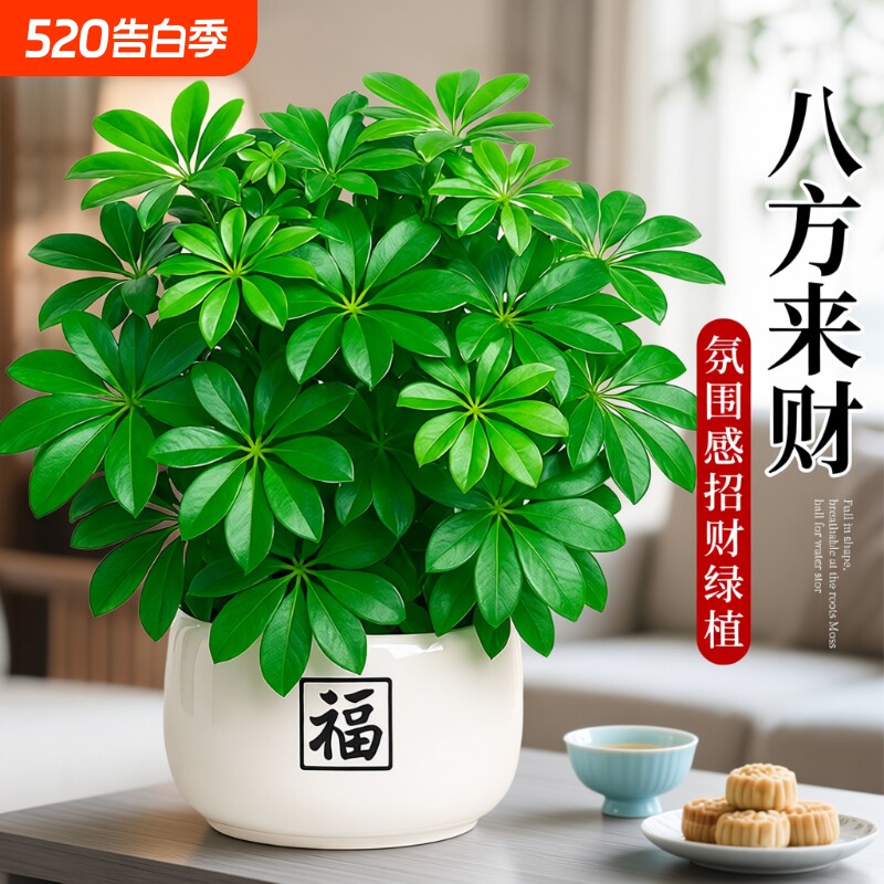 鸭脚木绿植盆栽发财树客厅旺宅室内招财桌面盆景八方来财四季植物