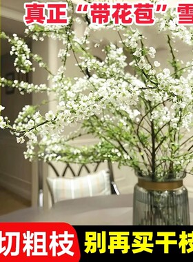 雪柳鲜枝干枝水培植物室内干枝龙柳绿植泡水长叶鲜花干支遇水开花