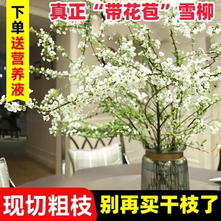 雪柳鲜枝干枝水培植物室内干枝龙柳绿植泡水长叶鲜花干支遇水开花