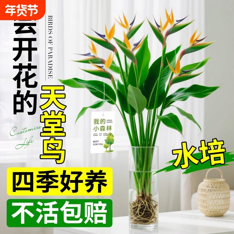 天堂鸟水培植物室内盆栽客厅办公室桌面绿植摆件四季好养活鹤望兰,鲜花速递/花卉仿真/绿植园艺,大型绿植/成品组合盆栽,淘宝优惠券,粉丝福利购,淘宝优惠卷