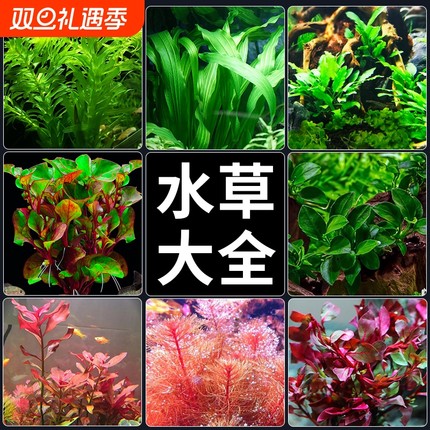 水草植物鱼缸造景真草水榕绿植阴性蜈蚣草鱼草水草水质沉底沉木