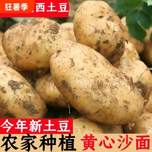 甘肃定西土豆新鲜黄心沙面土豆马铃薯农家土豆洋芋沙面土豆9斤