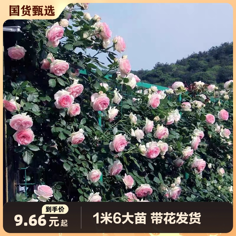 蔷薇花苗藤本月季大花浓香庭院四季开花爬藤植物花卉盆栽阳台玫瑰