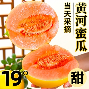 正宗黄河蜜瓜甜瓜新鲜水果应当季整箱包邮黄金脆香瓜哈密甘肃民勤