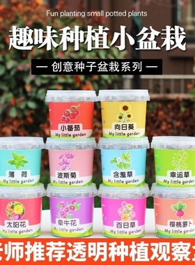 学生儿童种植小盆栽太阳花向日葵种子植物种植观察四季花种子套装