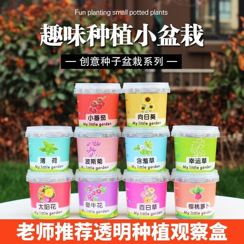 向日葵种子套装|超2.1万次加购