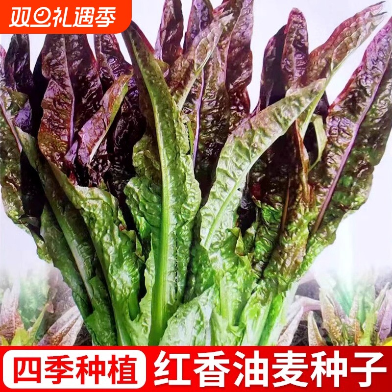 紫油麦菜蔬菜种子青菜盆栽春季夏秋冬季菜红生菜种植奶油豌豆莴笋