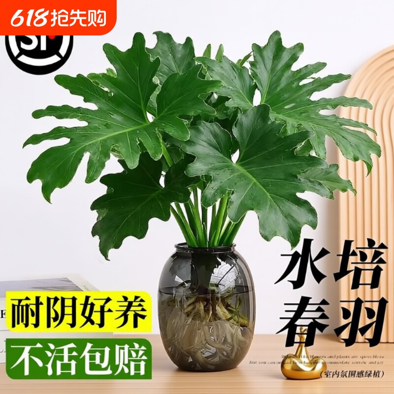 春羽水培植物盆栽室内客厅办公室桌面花卉大叶龟背竹好养绿植阳台