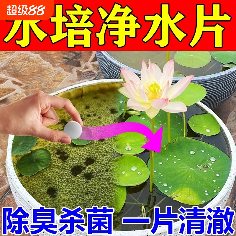 碗莲专用营养液水培睡莲促开花
