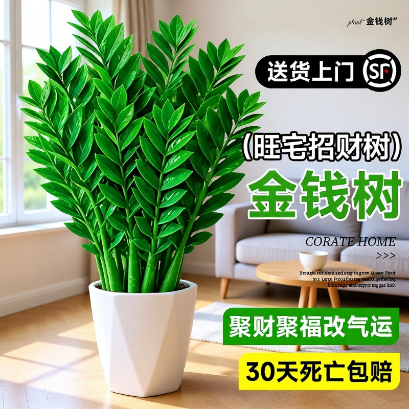 办公室内大型好养绿植旺宅树乔迁