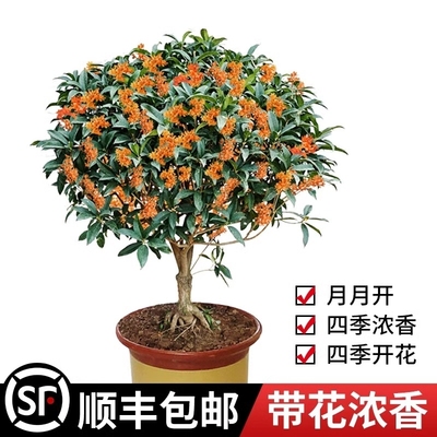 四季桂盆栽开花不断|110人收藏