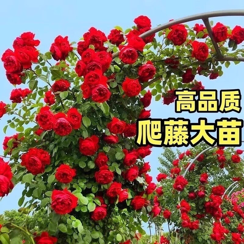 藤本月季蔷薇花苗特大花浓香爬藤植物盆栽玫瑰庭院阳台花卉老桩苗图片