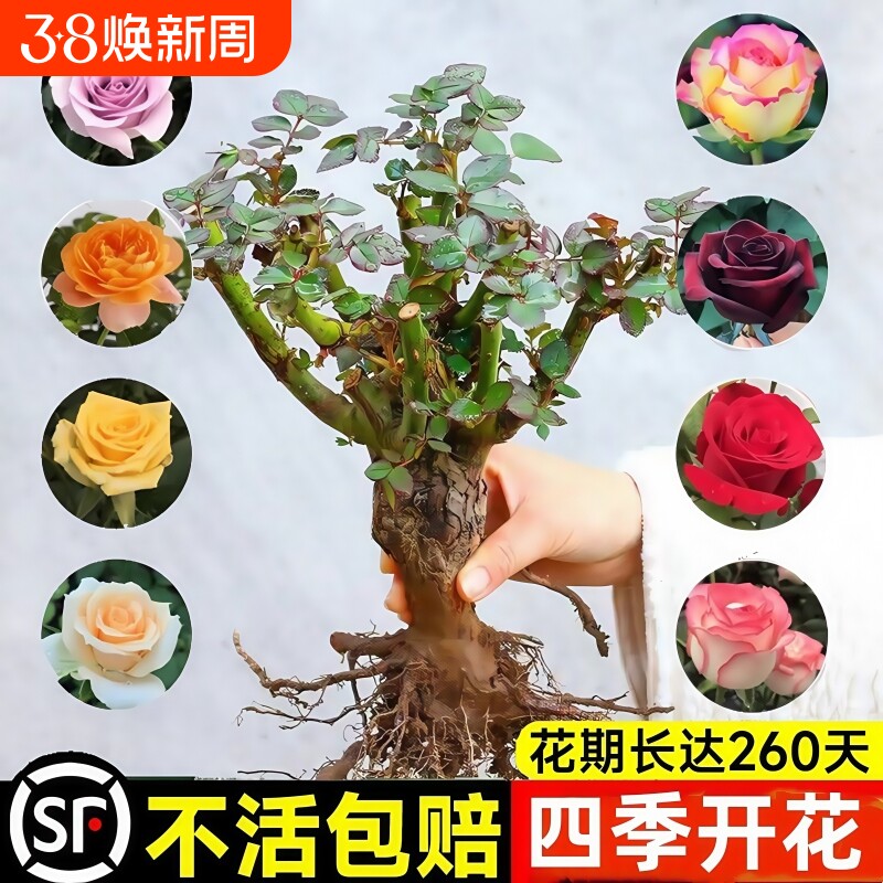 玫瑰花树苗带花苞特大花卉绿植物盆栽室内阳台月季蔷薇四季开花