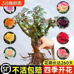 玫瑰花树苗带花苞特大花卉绿植物盆栽室内阳台月季蔷薇四季开花