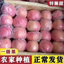 2025新鲜苹果正宗红富士苹果应季 丑果冰糖脆甜新鲜水果批发一整箱