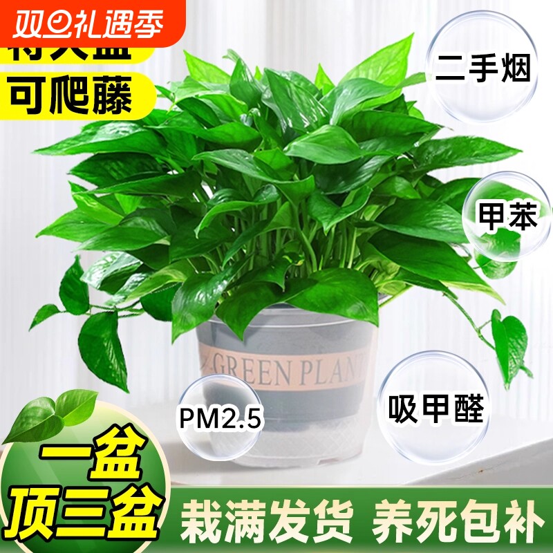 特级大盆绿萝室内盆栽水培吸除甲醛新房长藤大叶绿萝家用四季绿植