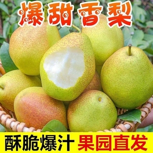 香梨新鲜水果红香酥梨子当季应季水果一整箱子包邮梨子