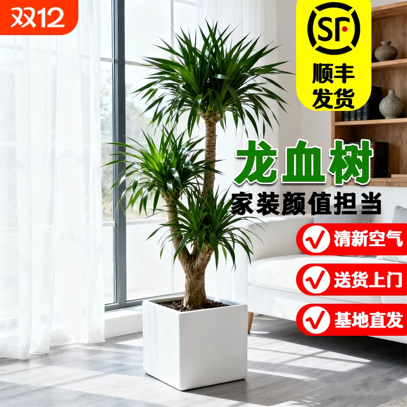 高级感龙血树除甲醛旺宅好养