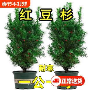 红豆杉盆栽盆景植物室内树苗公母中草药红豆杉树苗红豆杉树植物