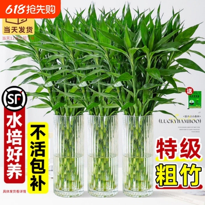富贵竹水培植物绿植室内盆栽客厅招财粗杆带根水养节节高竹子玄关
