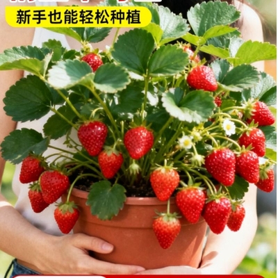 奶油草莓苗盆栽|148人收藏