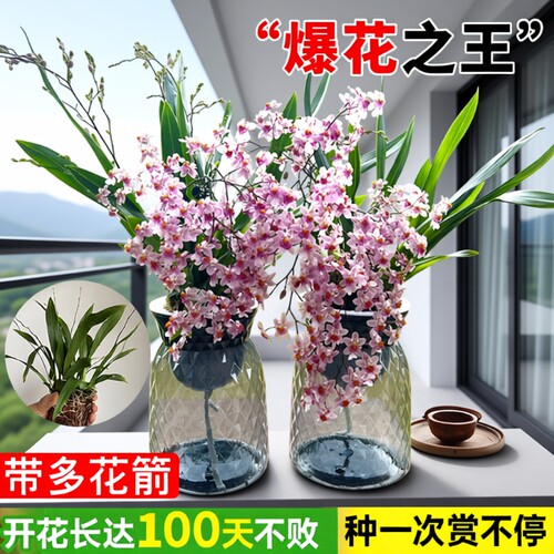 文心兰室内好养花|超1700人收藏