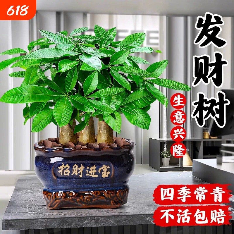 发财树盆栽开业送礼招财盆景三杆步步高桌面旺宅绿植四季常青好养