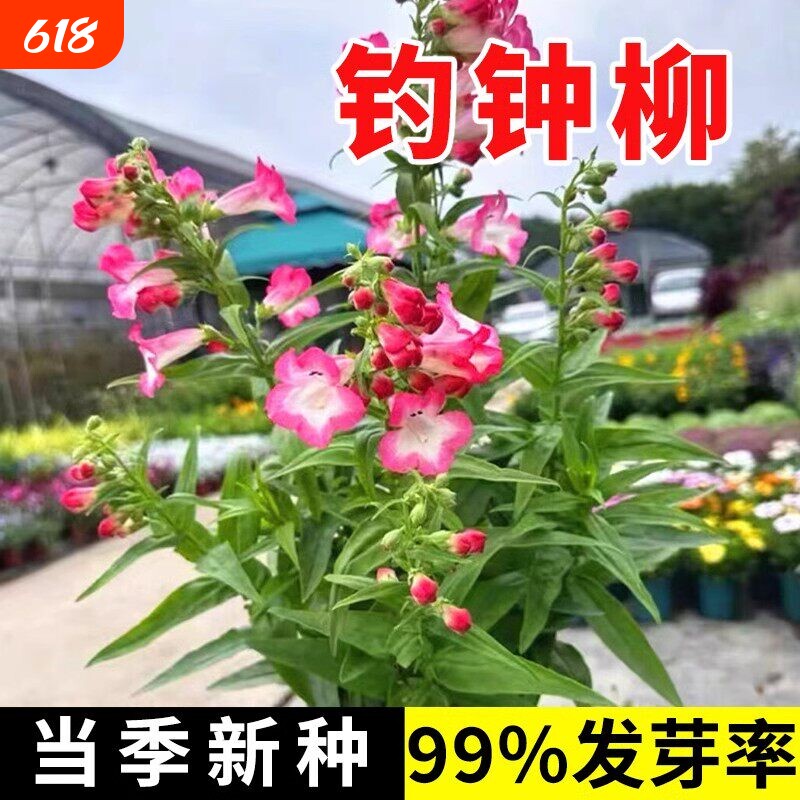 钓钟柳种子耐寒易活四季播种庭院阳台盆栽花海景观优质花卉种籽