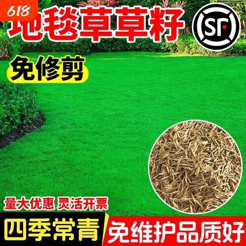地毯草草籽免修剪四季常青草皮耐寒热别墅绿化矮生草坪种子开花