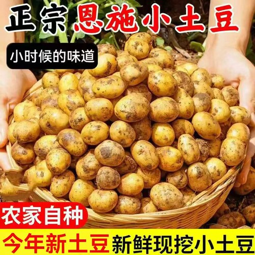 正宗恩施小土豆现挖新鲜