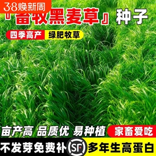 黑麦草种籽子种四季多年生耐寒牧草种籽畜牧养殖鸡鸭牛羊鱼草种子