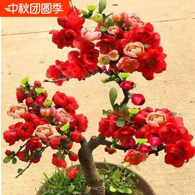 海棠花盆栽树苗盆景老桩庭院绿植物室内四季花卉开花好养易活耐阴