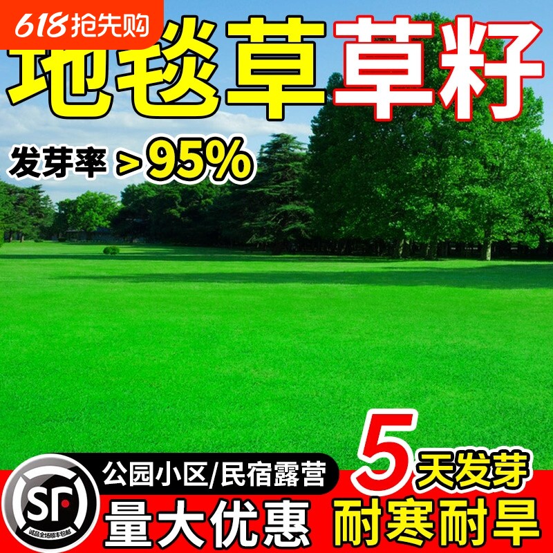 地毯草草籽四季常青矮生庭院别墅民宿露营公园小区耐践踏草坪种子