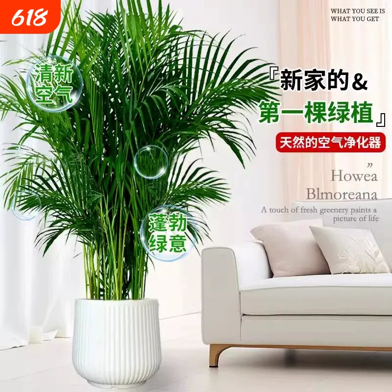 富贵椰子盆栽大型绿植散尾葵植物客厅办公室四季常青大号客厅盆景