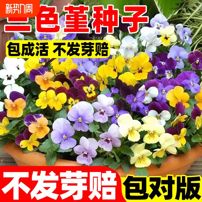 三色堇花种子花籽四季种开花春季阳台庭院室内易种易活盆栽植物